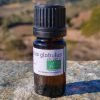 knop om Eucalyptus globulus olie 5ml te kopen