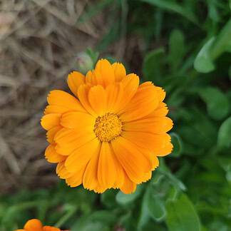 Werking calendula zalf
