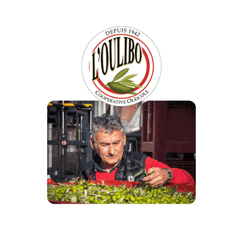 Knop om Olijfpers aperitief 1 1 te kopen